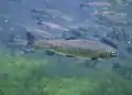 Photo couleur, prise sous l'eau, montrant, au premier plan, un poisson vert et bleu, recouvert de taches noires. En arrière-plan, un banc de poissons au-dessus d'un fond de végétation verte.