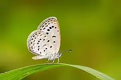 Description de l'image Close wing Basking of Pseudozizeeria maha (Kollar, 1844) - Pale Grass Blue WLB.jpg.