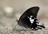 Papilio nephelus chaon avec les ailes repliées.