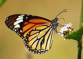 Description de l'image Close wing position of Danaus genutia Cramer 1779 - Striped Tiger WLB.jpg.