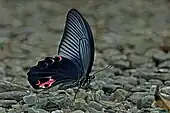 Papilio protenor mâle, ailes fermées