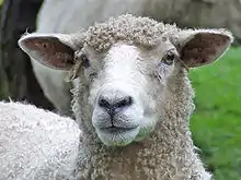 photo couleur d'un mouton à oreilles portées horizontalement, et à face dépourvue de laine. Le museau montre des muqueuses gris-bleu.