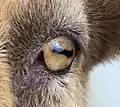 Œil de chèvre (pupille horizontale)