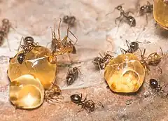 Description de l'image Closeup on honeypot ants (Myrmecocystus mimicus) at Oakland Zoo.jpg.