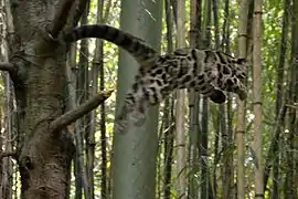 Une Panthère nébuleuse dans les airs, sautant d'un arbre vers un grillage.