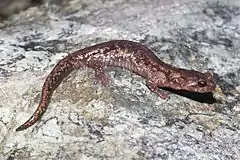 Description de l'image Clouded Salamander, Aneides ferreus.jpg.