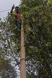 Récolte des boutons floraux à l'échelle (Bali, Indonésie)