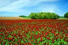 Champ couvert de petites fleurs rouges