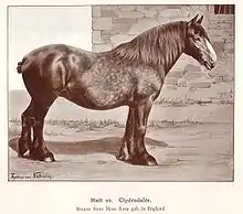 Dessin représentant un cheval nu de profil, à la robe pommelée et la queue coupée.