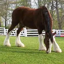 Grand cheval de trait marron avec du blanc sur la tête et les membres, proprement toiletté, en train de brouter.