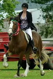 Cheval de couleur sombre avec des marques blanches, au trot, monté par une jeune femme portant une bombe.