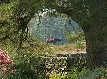 Dans un paysage boisé bucolique, un cheval apparait en arrière-plan.