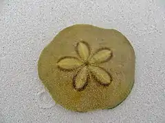 Un oursin plat ou « dollar des sables » (Clypeaster humilis)