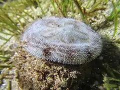 Clypeaster reticulatus vivant, de profil (à Mayotte).