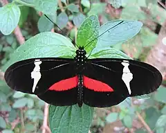 Description de l'image Clysonymus Longwing, dorsal view.jpg.