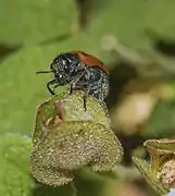 Clytra quadripunctata (Clytre à 4 points)