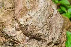 Description de l'image Cnemaspis chanardi, Chan-Ard's rock gecko - Khao Luang National Park (36301643046).jpg.