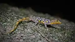 Description de l'image Cnemaspis chanthaburiensis, Chanthaburi rock gecko - Khao Khitchakut National Park.jpg.