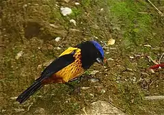 Description de l'image Cnemathraupis aureodorsalis Golden-backed Mountain-tanager.jpg.