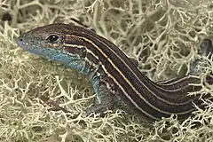 Description de l'image Cnemidophorus sexlineatus.jpg.