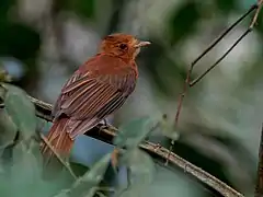 Description de l'image Cnipodectes superrufus Rufous Twistwing; Ramal do Noca, Rio Branco, Acre, Brazil 01.jpg.