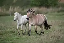 Photo d'un poney isabelle à crinière bariolée de crins noirs et clairs, son poulain à la robe claire à ses côtés.