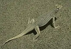 Description de l'image Coachella Valley Fringe-toed Lizard.JPG.