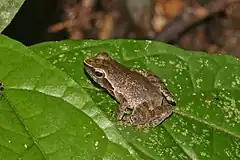 Description de l'image Coast river frog (Phrynobatrachus plicatus).jpg.