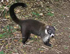 Coati à nez blanc (Nasua narica)