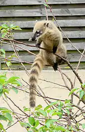 Coati roux (Nasua nasua).