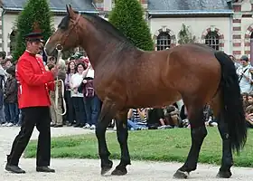 Cheval vu de profil, tenu par un homme à veste rouge.