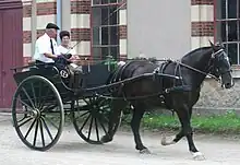 Dans une hallée du haras, un attelage à deux roues est menée par un petit cheval noir trapu au trot.