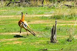 Cob de buffon en fuite dans le parc national de la Pendjari au Bénin.