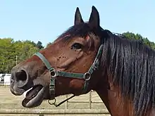 Photo de la tête d'un cheval ouvrant la bouche.