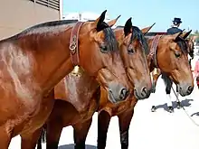 Têtes de chevaux marron et noirs