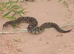 La cascabelle est un des plus grands serpents à sonnette (Crotalus durissus)