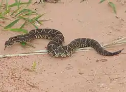 Le retoutable crotale cascabelle ou crotalus durissus terrificus