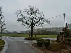 Cobrieux L'arbre de la liberté, lieu‐dit Le Mazet