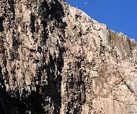 Oiseaux nichant sur les falaises de l'île Coburg.
