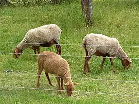 Deux moutons de Cobourg et un agneau de Cobourg au mois de juin.