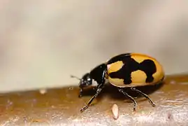 Coccinella hieroglyphica, Belgique