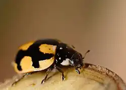 Coccinella hieroglyphica, Belgique