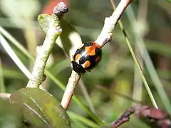 Coccinella hieroglyphica