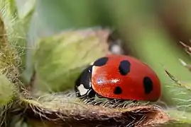 (Au Parc national de la Vanoise, France)