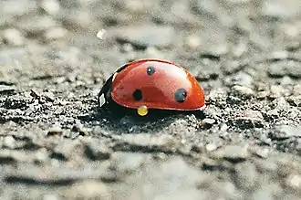 Une coccinelle à sept points exsudant via ses articulations de l'hémolymphe chargée d'alcaloïdes légèrement toxiques