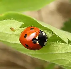 Coccinelle