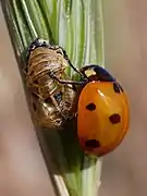 Une coccinelle à sept points fraîchement sortie de son exuvie.