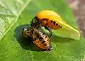 Coccinelle et la nymphe dont elle vient de s'extraire. Ses élytres deviennent rouges deux jours plus tard