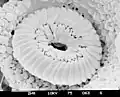 Coccolithus pelagicus