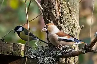 Le Gros-bec casse-noyaux (Coccothraustes coccothraustes) avec une Mésange charbonnière (Parus major) au second plan.